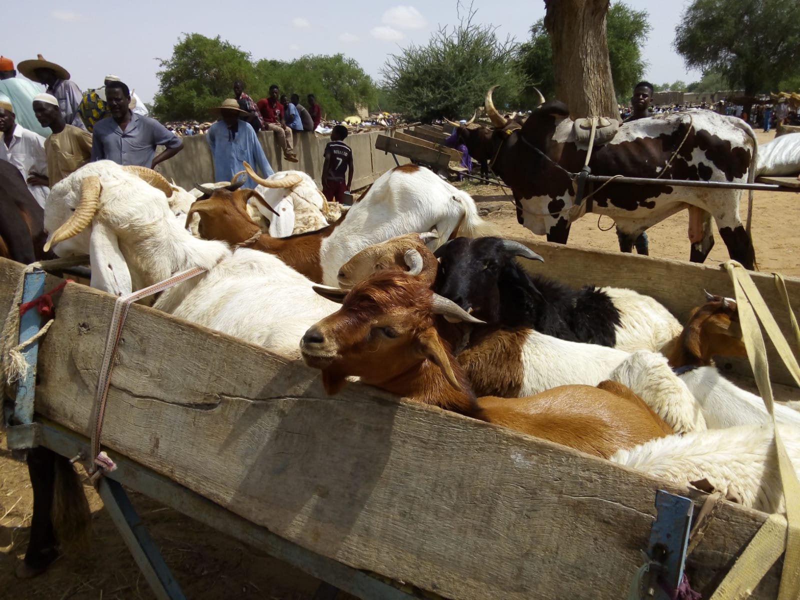 Livestock market, Isawane Niger